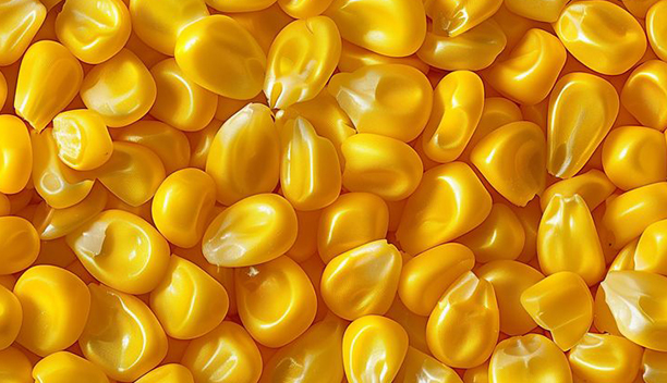 Yellow Maize 